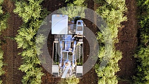 Olive Harvester passing over rows of Olive Trees, Aerial footage of the process.