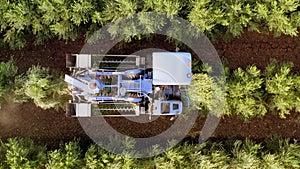 Olive Harvester passing over rows of Olive Trees, Aerial footage of the process.