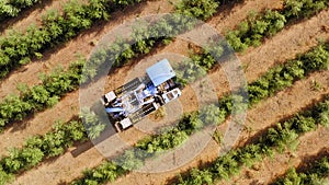 Olive harvester passing over rows of olive trees and softly shaking and detaching the olives off the branches.