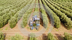 Olive harvester passing over rows of olive trees and softly shaking and detaching the olives off the branches.