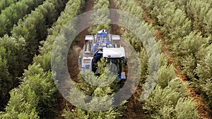 Olive harvester passing over rows of olive trees and softly shaking and detaching the olives off the branches.