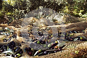 Olive harvesting