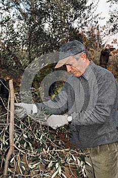 Olive harvesting