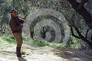 Olive harvesting