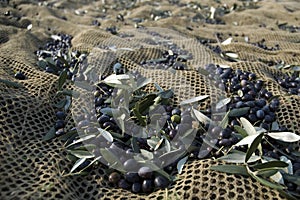 Olive harvesting