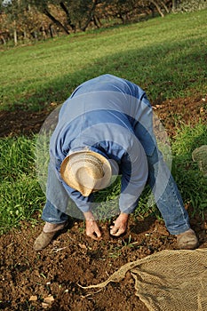 Olive harvesting