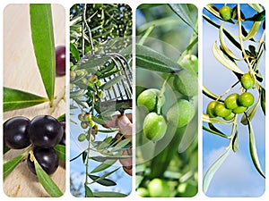 Olive harvesting collage