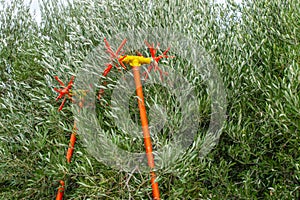 Olive harvesting tools. Olive tree full with olives. Olive branches with fruits on them.