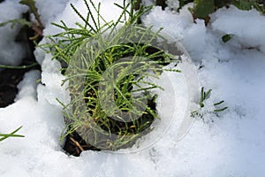Olive herb in the snow