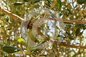 Olive knot disease with bumps on tree branches