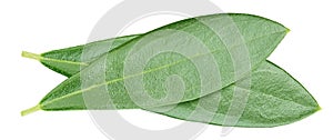 Olive leaf isolated on white background