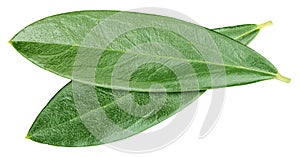 Olive leaf isolated on white background