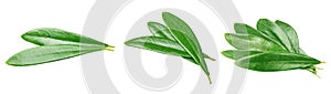 Olive leaf isolated on white background