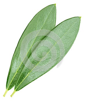 Olive leaf isolated on white background