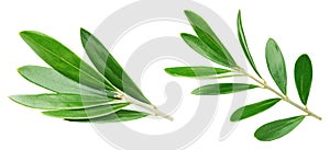 Olive leaf isolated on white background