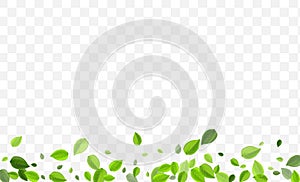 Olive Leaf Vector Illustration. Forest Foliage