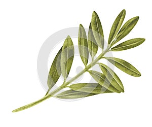 Olive Leaf Watercolor illustration. Hand drawn clip art on white isolated background. Drawing of pistachio Branch