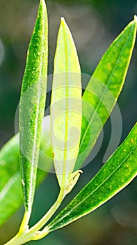 Olive leaves on El Vendrell mountain, Tarragona