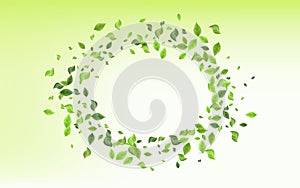 Olive Leaves Nature Vector Green Background