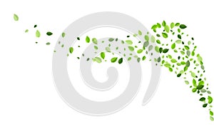 Olive Leaves Realistic Vector Template. Wind