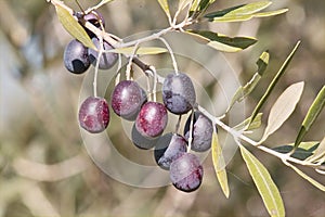 Olive mature photo