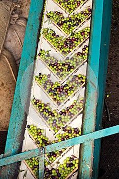 Olive Mill Conveyor Belt Feed