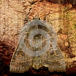 The olive moth (Ipimorpha subtusa)