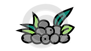 olive natural berries color icon animation