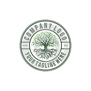 Olive or oak tree logo designs , vintage style