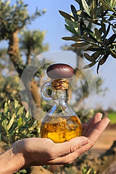 Olive oil in a bottle on the background of the evening olive grove