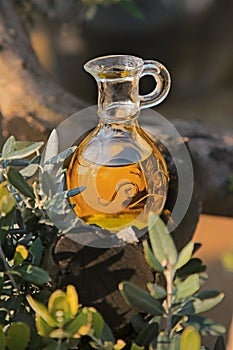 Olive oil in a bottle on the background of the evening olive grove