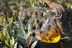 Olive oil in a bottle on the background of the evening olive grove