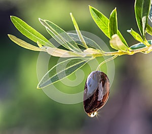 Olive oil drops from the olive berry.