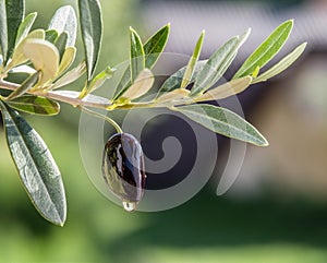 Olive oil drops from the olive berry.