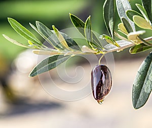 Olive oil drops from the olive berry.