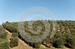 Olive Oil Farm view of trees in Vinci,italy