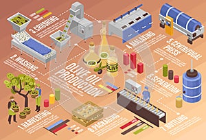 Olive Oil Production Infographics