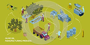 Olive Oil Production Infographics