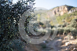 Olive oil trees full of olives in Turkey. Autumn harvest