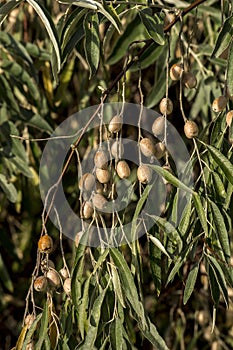 The olive Olea europaea