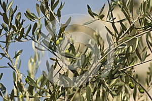 Olive - Olea Europaea