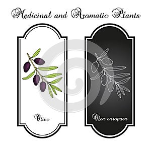 Olive Olea europaea , edible and medicinal plant. Hand drawn botanical vector