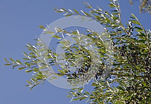 Olive Olea europaea sylvestris in the Monfrague National Park.