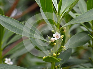 Olive Or Olea Europaea Tree In Bloom In Spring