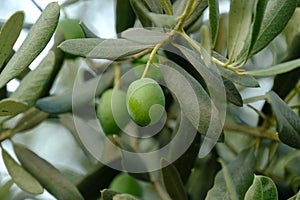 Olive on a olive tree.
