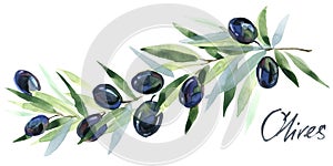 Olive. Olives branches. Olive Branches with Olives.