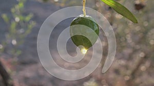 Olive oozing olive oil in an olive tree