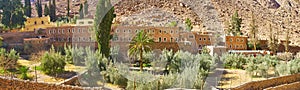 The olive orchard of St Catherine Monastery, Sinai, Egypt