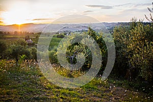 Olive orchard in sunset