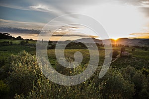 Olive orchard in sunset